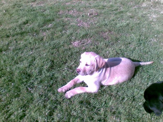 Cachorro de labrador