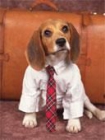 cachorros de Beagle ya está listo para este tipo de nueva temporada - mejor precio | unprecio.es
