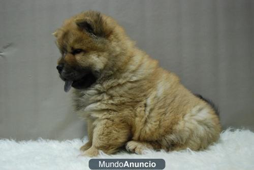 cACHORROS DE CHOW CHOW CON DOS MESES. VEN A VERLOS,  MUY PELUDITOS