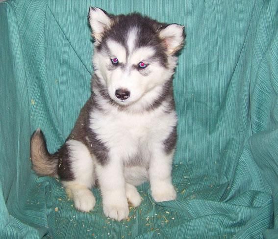 CAMADA DE HUSKY SIBERIANO