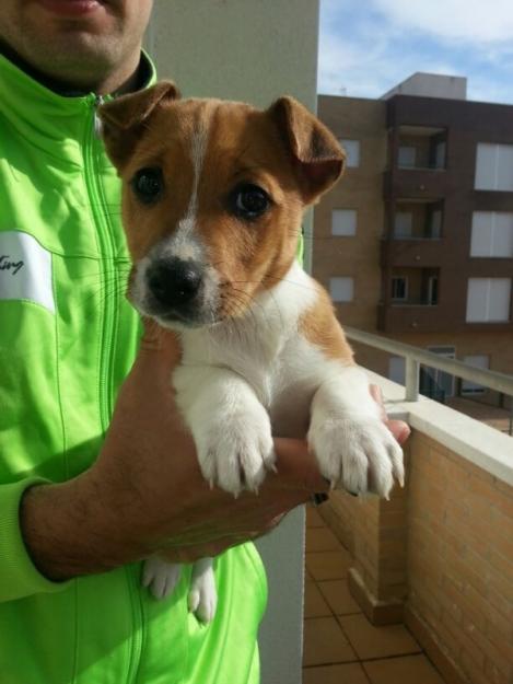 Camada de Jack Russell