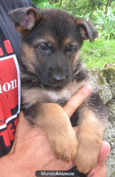 Espectaculares cachorros de Pastor aleman  con pedigree.