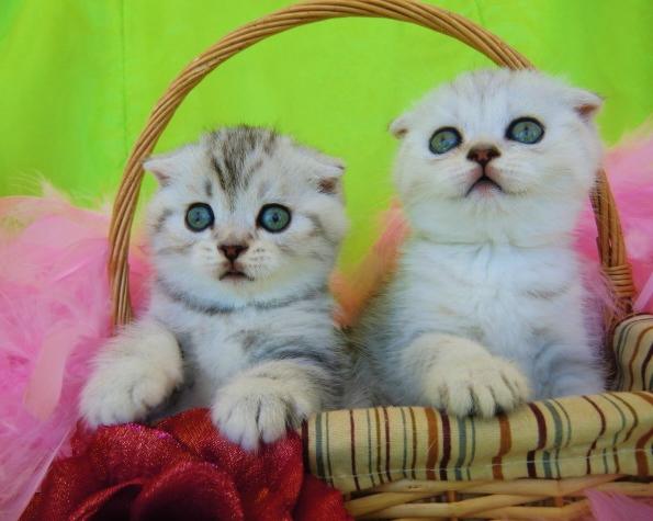 Gatitos Scottish fold, British con pedigree