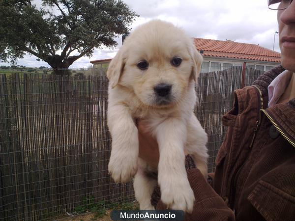 golden retriever