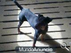 JAGD TERRIER CACHORROS - mejor precio | unprecio.es