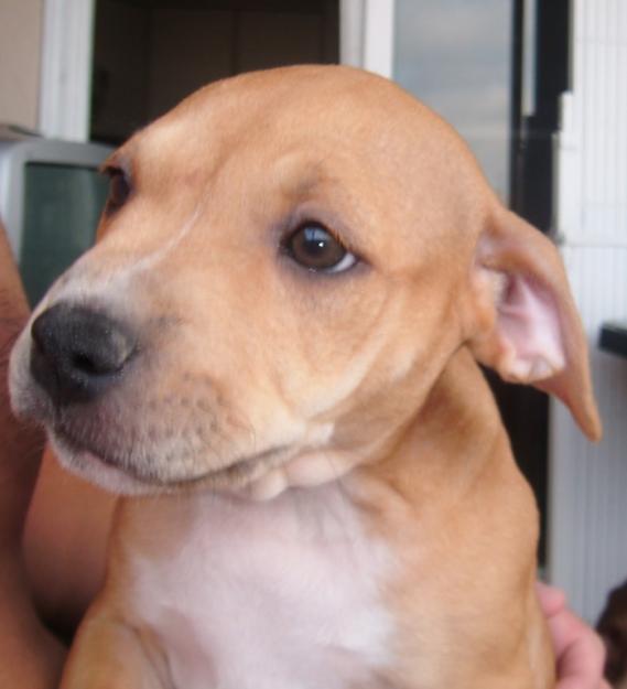 VENDO PITBULL HEMBRA