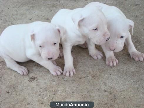 adopte cachorros de dogo argentino