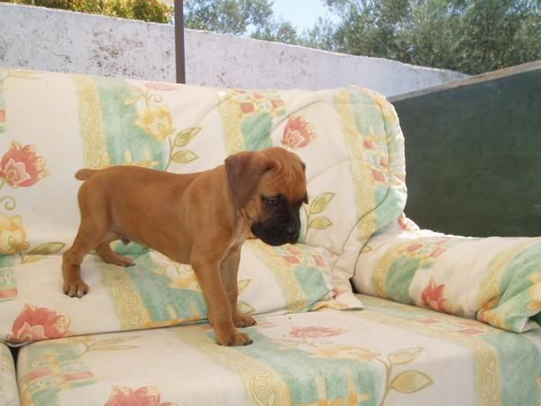 Cachorrito inigualable de boxer!! 250 euros