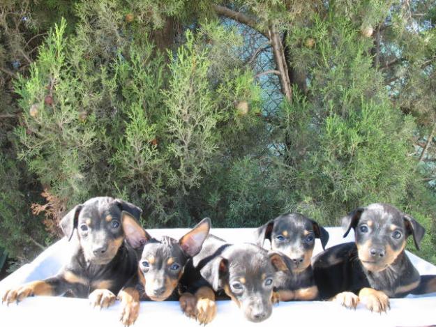 Preciosos Pinscher Mini 320€