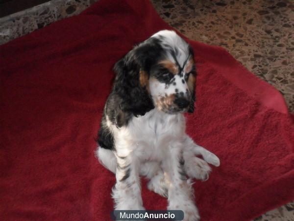 SE VENDE CACHORRITA DE COCKER