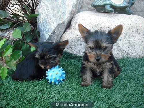 **cachorritos de Yorkshire TOY**