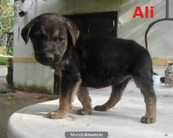 4 cachorros (tam. pequeño) abandonados en una caja de cartón