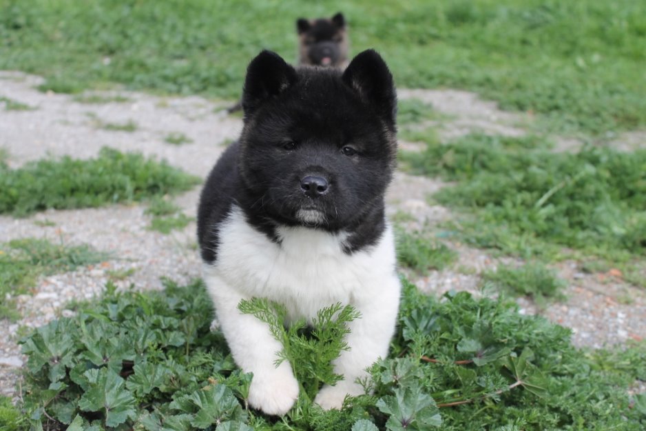 Akita Americano