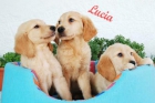 Cachorros de golden ¡SONRIE CON ELLOS EN NAVIDAD! - mejor precio | unprecio.es