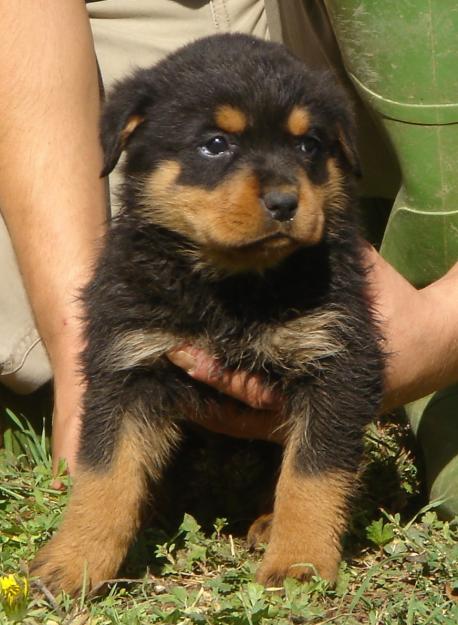 CACHORROS DE ROTTWEILLER