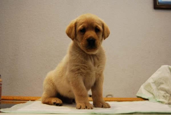 hembras y machos de golden!! cachorrines color canela de 2meses