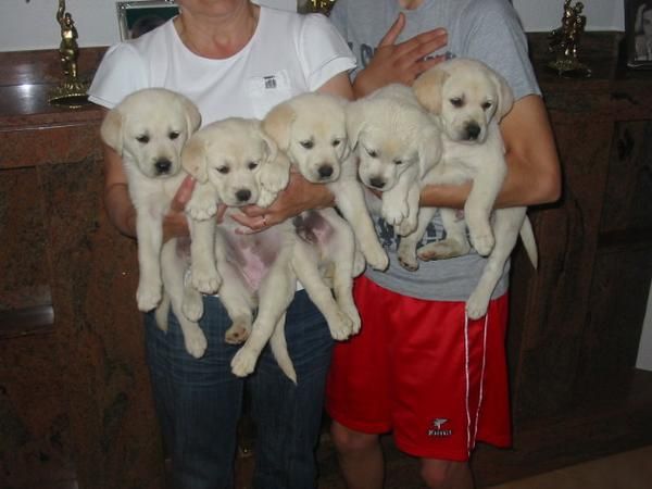 Labradores retriever,cachorros,dorados y negros.Pedigree.