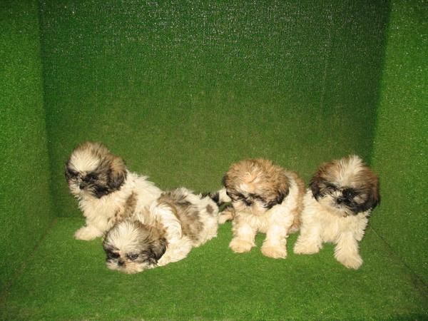 MARAVILLOSOS CACHORROS DE SHIH TZU 260