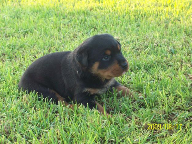 Rottweiler