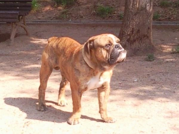 Vendo bulldog ingles