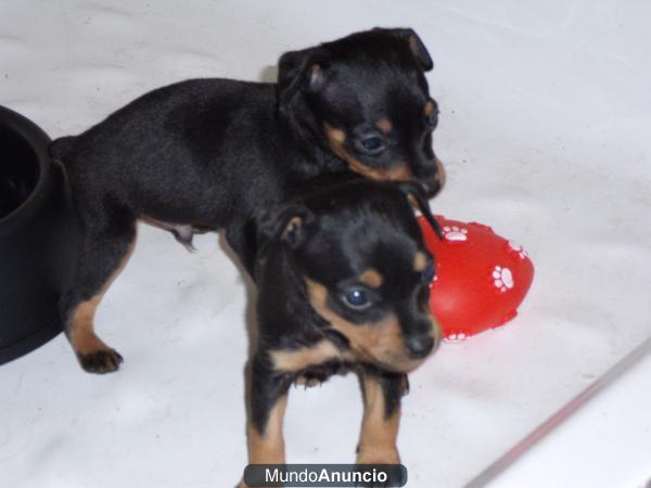 VENDO CAMADA DE MINI PINSCHER