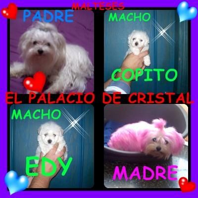 bichon maltes 2 caprichitos machos con loe