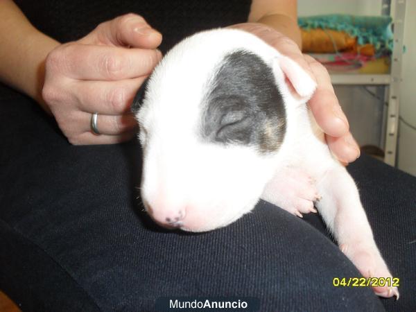 CACHORRITOS BULLTERRIER