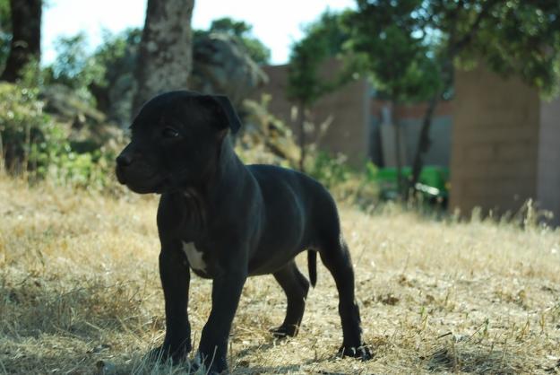 cachorros de staffordshire bullterrier con excelente calidad; Fotos reales