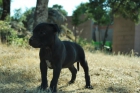 cachorros de staffordshire bullterrier con excelente calidad; Fotos reales - mejor precio | unprecio.es