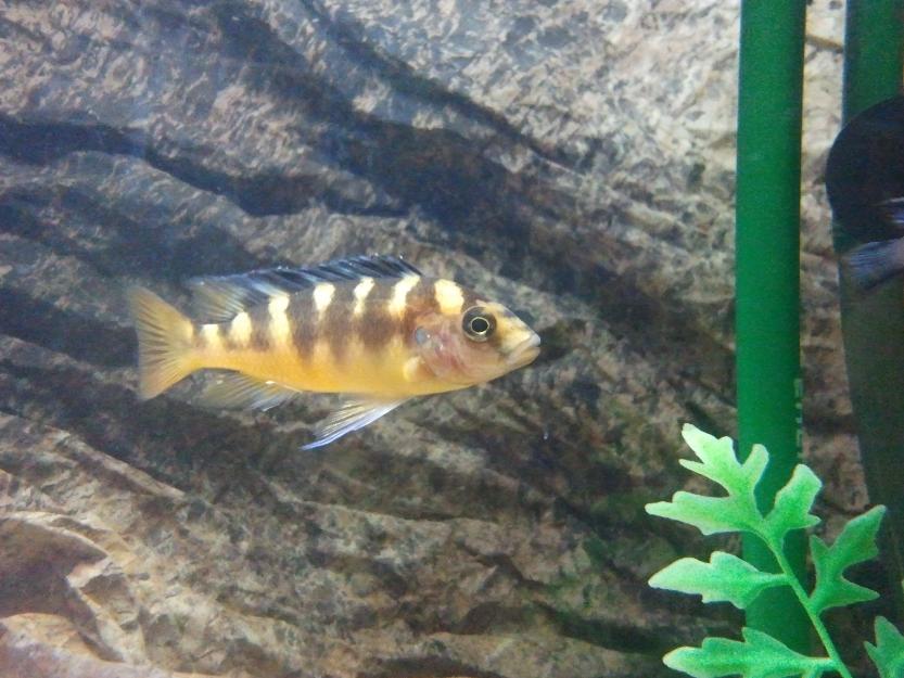 ciclidos africanos malawi pseudotropheus crabro