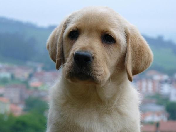 Excelente camada de labradores