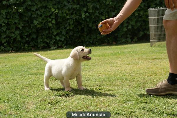 Labrador cachorros amarillos ,negros  y chocolates de exc calidad.