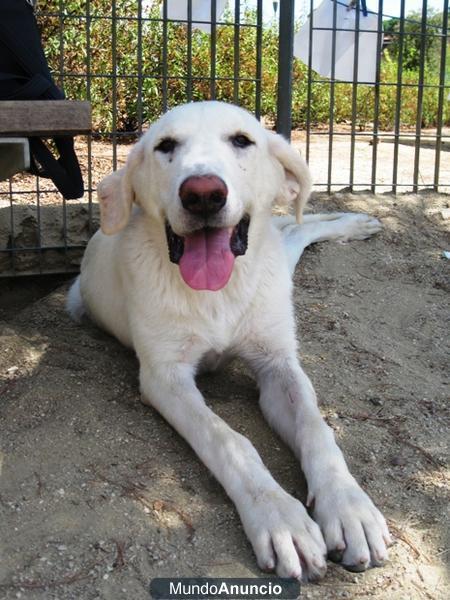 MARGARITA, MASTINA DE 11 MESES