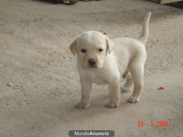 ultimos labradores