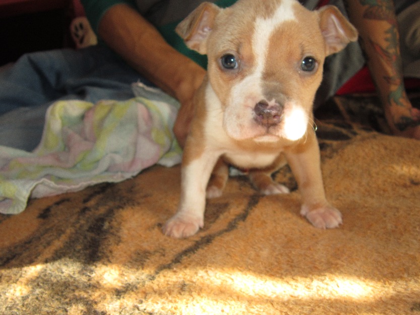 viendo crea American Pit bull terrier blue fawn 