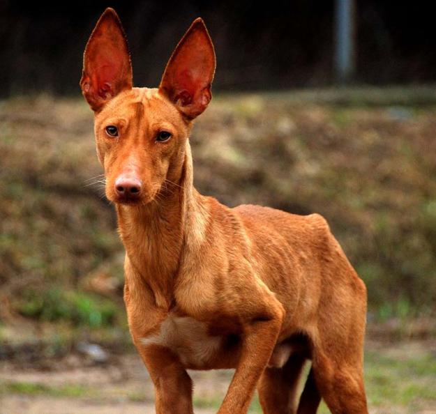 Anubis, podenco en los huesos, otra víctima de cazadores