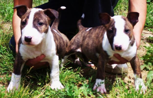 bull terrier cachorros