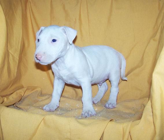 BULL TERRIER - CACHORROS DE COLOR BLANCO DE GRAN MORFOLOGIA