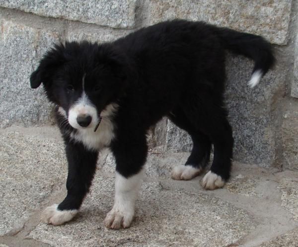 cachorro de Border Collie