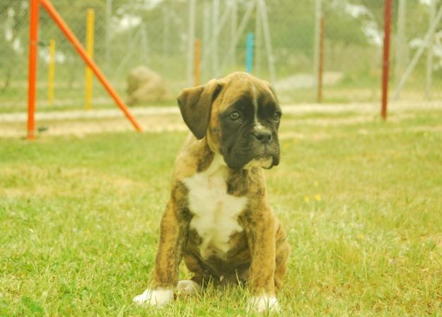 camada de boxer nacionales con pedigree LOE: 1 macho y 4 hembras