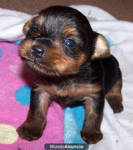 CAMADA DE CACHORROS YORKSHIRE TERRIER