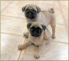 CARLINO PUG CACHORRITOS LISTOS PARA ENTREGAR - mejor precio | unprecio.es