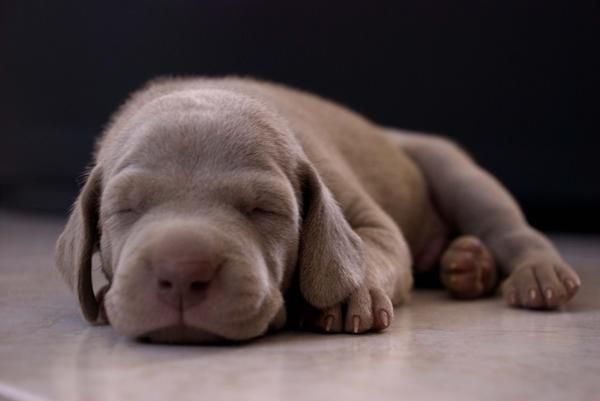 Estupenda camada Braco de Weimar - Weimaraner