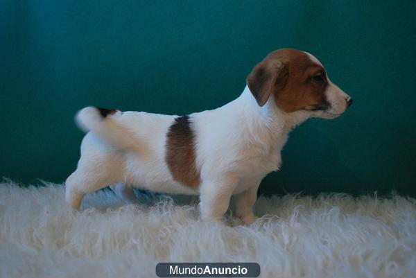 Jack Russell cachorros disponibles con dos meses