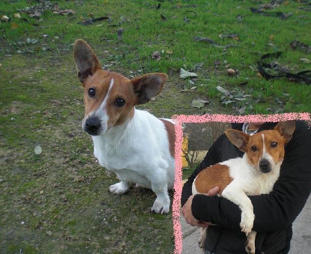 Jack Russell o cruce en adopcion