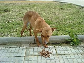 Maya, preciosa podenca en adopción URGENTE