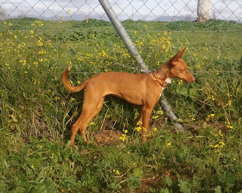 Podenco Andaluz