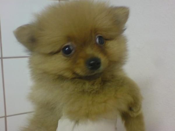 Pomerania Lulu, pequeños zorritos venta de cachorros