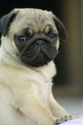 Pug Carlinos Cachorritos Chatos y Arrugados - mejor precio | unprecio.es