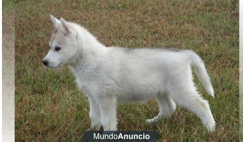 Regalo:CACHORROS HUSKY SIBERIANO